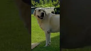 Miniature : 🐾 10 gestes qui brisent la confiance de votre chien #3 : Ignorer les signaux d'inconfort #shorts