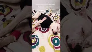 Miniature : 🐶 Des nouvelles de notre courageuse protégée après sa lourde opération ❤️ #shorts