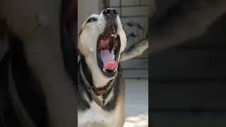 Miniature : 10 gestes qui brisent la confiance de votre chien #2 : Le gronder après coup #shorts