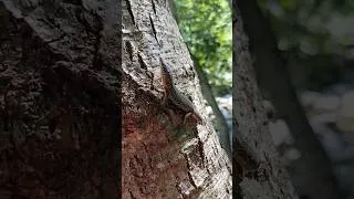 Miniature : Le lézard grimpe en silence | Short contemplatif #Shorts