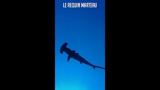 Miniature : Le Requin Marteau