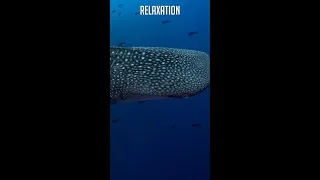 Miniature : Le Requin-baleine - Relaxation