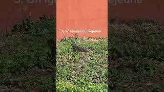 Miniature : Nous ne voyons pas les mêmes choses sur le chemin de l’école 😂 Bienvenue dans notre vie en Gwada