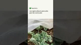 Miniature : Les agriculteurs percutés par les canicules