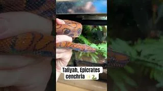 Miniature : Taliyah, Epicrates cenchria 🐍✨ #epicrates #serpent #boa #snake #reptiles #animaux