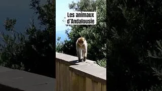 Miniature : Les animaux d’Andalousie 🇪🇸 #vacances #animaux #reptiles #andalousie #nature
