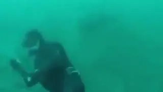 Miniature : plongeur heurté par un grand requin blanc