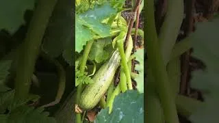 Miniature : La majorité des gens laissent leurs courgettes ramper au sol.pourtant, une astuce peut tout changer.
