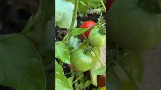 Miniature : 🍅 Ma grand-mère ne plantait jamais ses tomates sans faire ce drôle de geste…