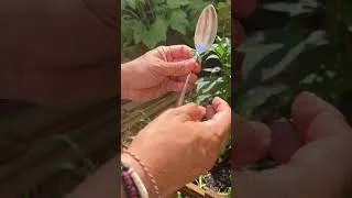 Miniature : 🌱 Tu as perdu la pomme de ton arrosoir ? Pas besoin d’en racheter une !