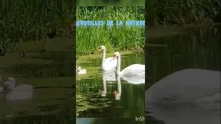 Miniature : Merveilles de la nature 🦢🪄🐣 Swan family