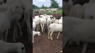Miniature : C'est Incroyable 😲#agriculture #farming #elevage #afrique #business #agrobusiness