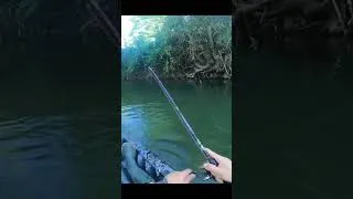 Miniature : Il a attaqué 3 fois !! #pêche #pourtoi #fishing #pêcheur