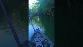Miniature : Castor explosif ! 😂 #pêche #pourtoi #fishing #poisson