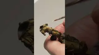 Miniature : Armure de Sigvald sur Patreon et YouTube Membres. Prochaine étape :  le bouclier 🛡️ #warhammer