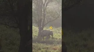 Miniature : Une peur des éléphants en Inde 🇮🇳 ?