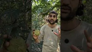 Miniature : Un fruit surprenant et délicieux ☀️