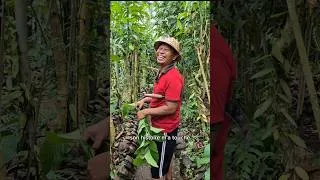 Miniature : Sa ferme bio cachée 🌴