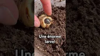 Miniature : Ma larve de Dynaste Neptune (Dynastes neptunus) #rock_n_insectes #DynasteNeptune #Scarabée #Insectes