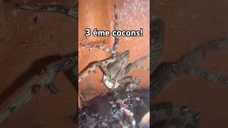 Miniature : 🕷️Troisième cocon pour Marie! (Heteropoda boiei) #rock_n_insectes #Araignée #Nature #Animaux