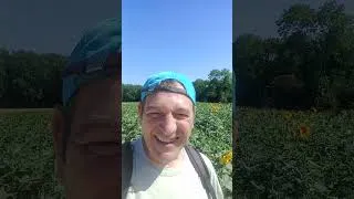 Miniature : Tournesol !