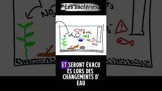 Miniature : Les poissons ont besoin de ces bactéries pour survivre #aquarium #bactéries