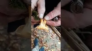 Miniature : clitocybe orangé, confusion comestible de la girolle.
