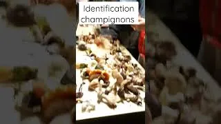 Miniature : Identification de champignons avec la société micologique du Limousin