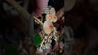 Miniature : hypholome en touffe, champignon sur arbre mort toxique