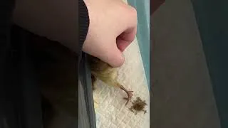 Miniature : Mais qu'est-ce qu'il fait lui 😂