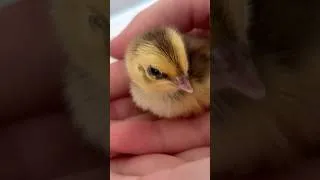 Miniature : Je vous présente tous mes cailleteaux ! 🐥