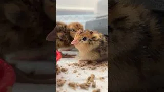 Miniature : POV tu es un cailleteau ! 🐥 | Episode 2