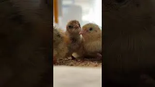 Miniature : POV tu es un cailleteau ! 🐥| Episode 1