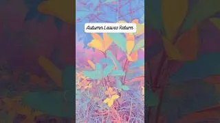 Miniature : Autumn Leaves Return 🍂 Sad Emotional Forest Rain Music | Short  #ambientmusic #cinematicmusic