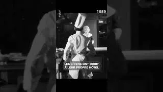 Miniature : Les chiens ont droit à leur hôtel en #1959 #archive #rtbf #shorts