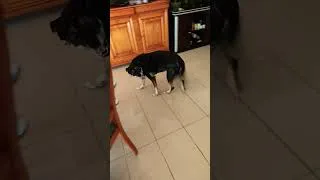 Miniature : Which type of dog ? #dog #puppy #sitdown