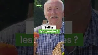 Miniature : Tailler ou ne pas tailler les tomates ? 🍅