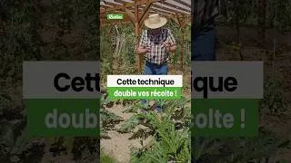 Miniature : Hubert Fontaine vous donne sa technique pour obtenir plus de courgettes 😍