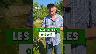 Miniature : Canicule : donnez à boire aux abeilles...