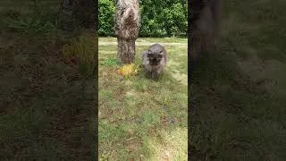 Miniature : Chat m'inquiète l'extérieur...