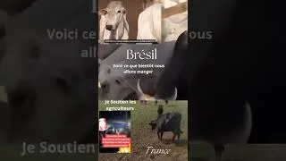 Miniature : Avec UE Mercosur voici à quoi va ressemblé vos exploitation ? une poubelle massive - faut l'savoir.