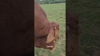 Miniature : Safran le calme