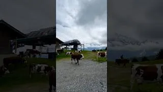 Miniature : Montée en alpage à Saint-Gervais-Mont-Blanc
