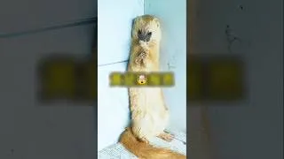 Miniature : Elle sauve une belette malade… puis l’animal revient le lendemain pour lui sauver la vie 😱
