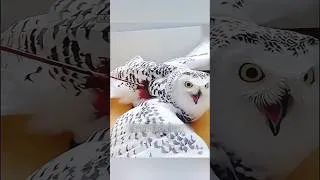 Miniature : Un an après l’avoir sauvé, cet oiseau revient voir l’homme… mais pourquoi ? 😱🦅