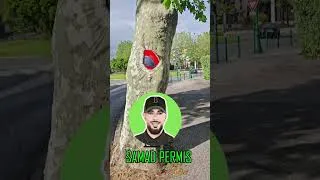 Miniature : code de la route 2026 /les arbres bouffent  les panneaux 🙄🙄🙄 #automobile