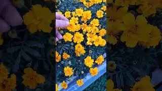 Miniature : "🌱 Un Jardin Hydroponique ÉTONNANT ! Mizuna, Roquette, Fleurs Comestibles... 😍"