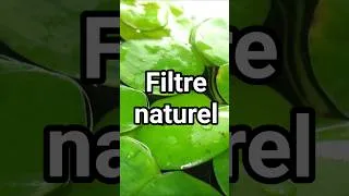 Miniature : La MEILLEURE plante flottante pour ton aquarium ! 👑