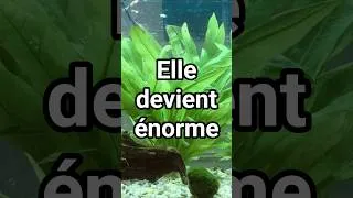 Miniature : Cette plante CACHE ton filtre d'aquarium👀
