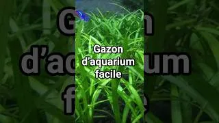 Miniature : Cette plante TRANSFORME ton aquarium facilement!